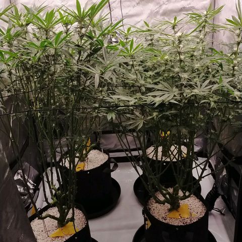 Trichome Orchards growlog timeline photo