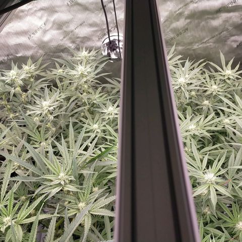 Trichome Orchards growlog timeline photo