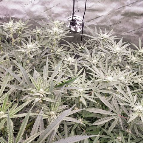 Trichome Orchards growlog timeline photo
