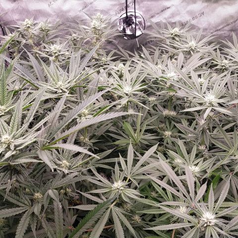 Trichome Orchards growlog timeline photo