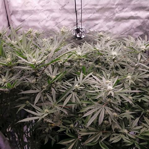 Trichome Orchards growlog timeline photo