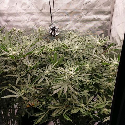 Trichome Orchards growlog timeline photo