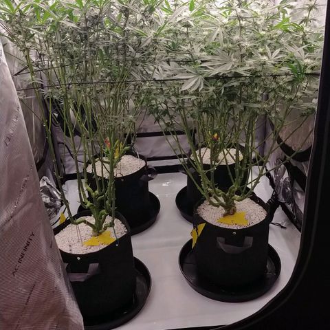 Trichome Orchards growlog timeline photo