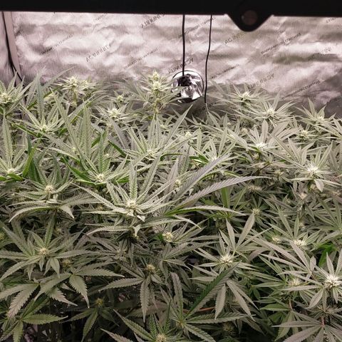 Trichome Orchards growlog timeline photo