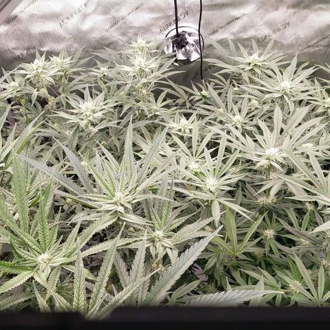 Trichome Orchards growlog timeline photo
