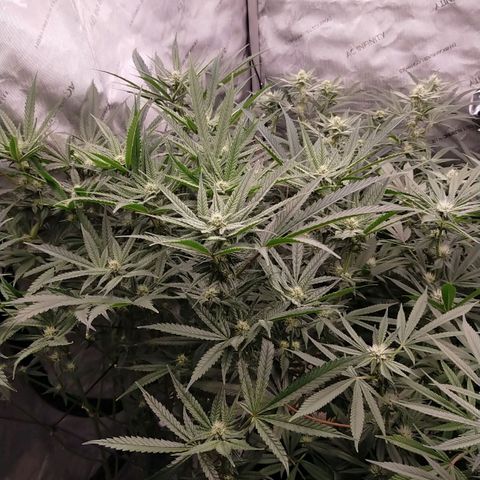 Trichome Orchards growlog timeline photo