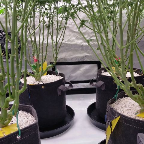 Trichome Orchards growlog timeline photo
