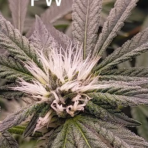 Trichome Orchards growlog timeline photo
