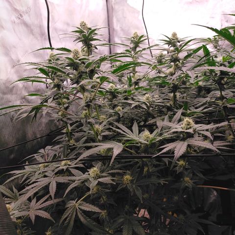 Trichome Orchards growlog timeline photo