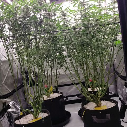 Trichome Orchards growlog timeline photo