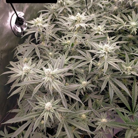 Trichome Orchards growlog timeline photo