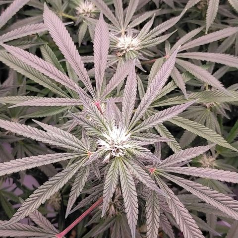 Trichome Orchards growlog timeline photo