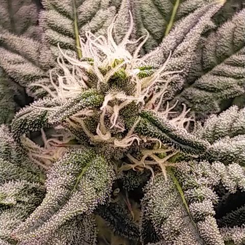 Trichome Orchards growlog timeline photo