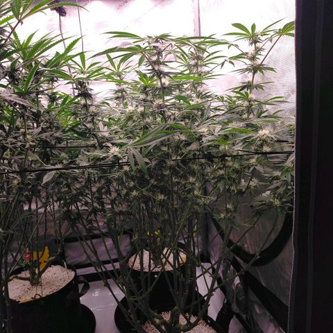 Trichome Orchards growlog timeline photo