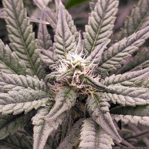 Trichome Orchards growlog timeline photo