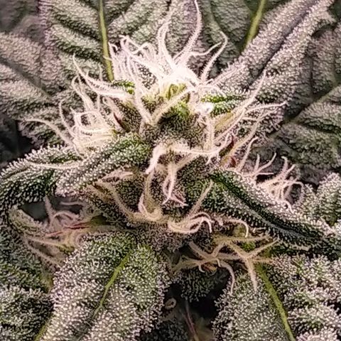 Trichome Orchards growlog timeline photo