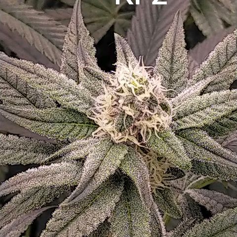 Trichome Orchards growlog timeline photo