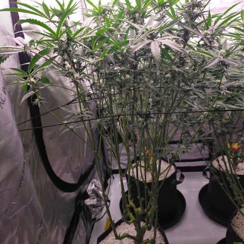 Trichome Orchards growlog timeline photo