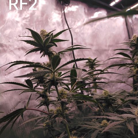 Trichome Orchards growlog timeline photo