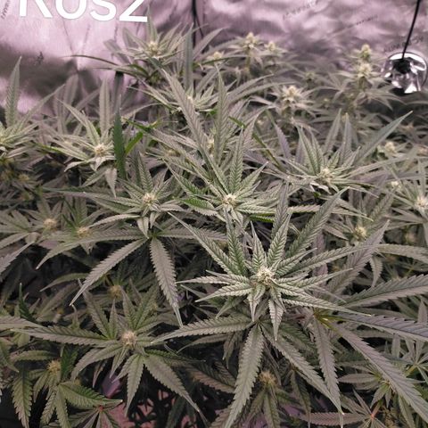 Trichome Orchards growlog timeline photo