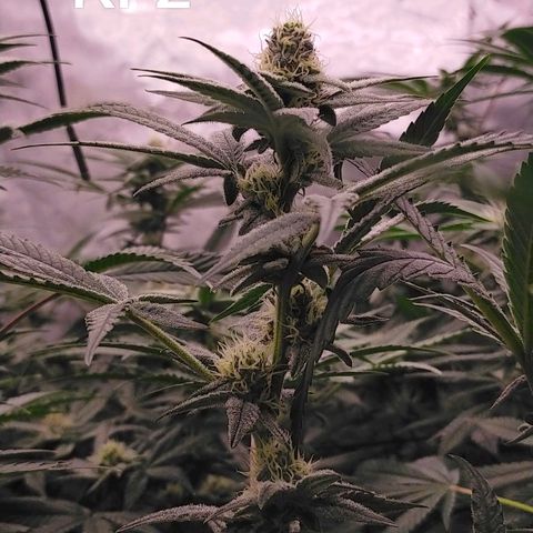 Trichome Orchards growlog timeline photo