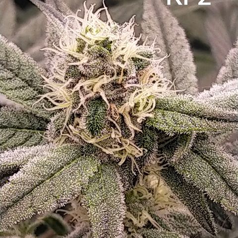Trichome Orchards growlog timeline photo