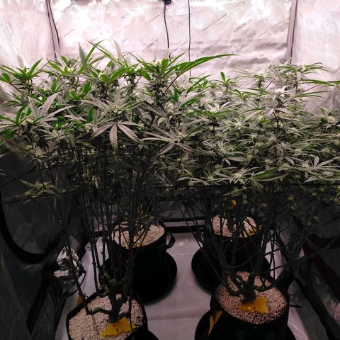 Trichome Orchards growlog timeline photo