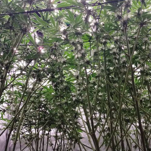 Trichome Orchards growlog timeline photo