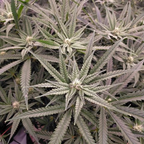 Trichome Orchards growlog timeline photo
