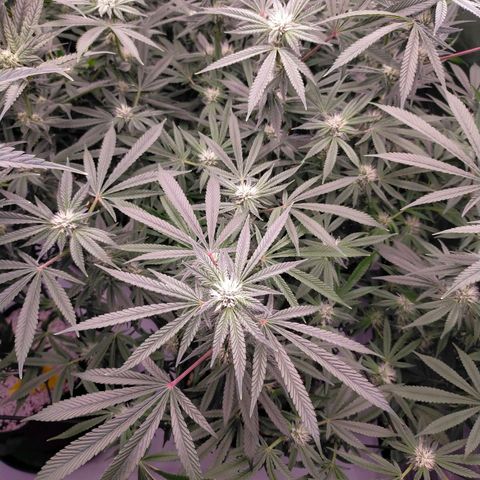 Trichome Orchards growlog timeline photo