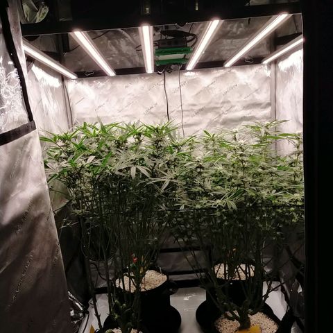 Trichome Orchards growlog timeline photo