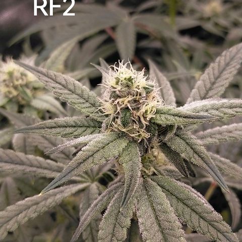 Trichome Orchards growlog timeline photo