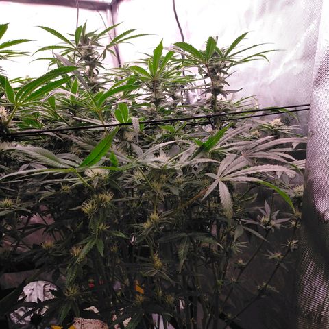 Trichome Orchards growlog timeline photo