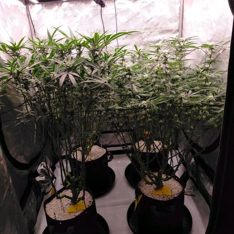 Trichome Orchards growlog timeline photo