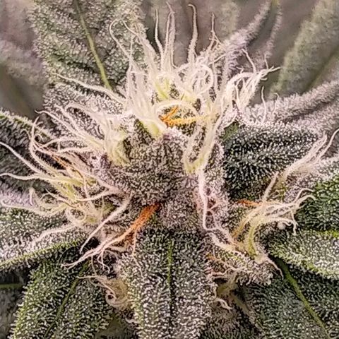 Trichome Orchards growlog timeline photo