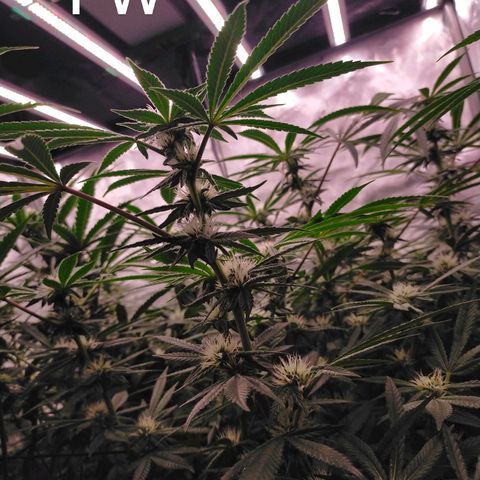 Trichome Orchards growlog timeline photo