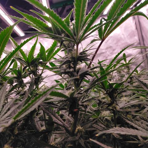 Trichome Orchards growlog timeline photo