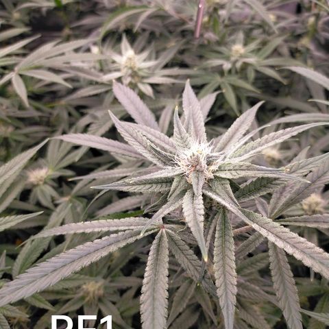 Trichome Orchards growlog timeline photo