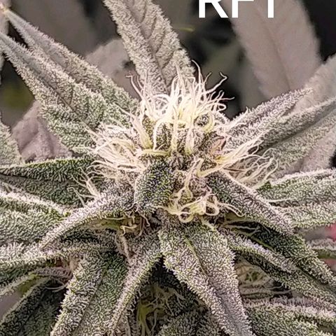 Trichome Orchards growlog timeline photo