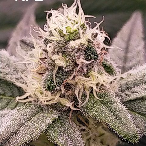 Trichome Orchards growlog timeline photo