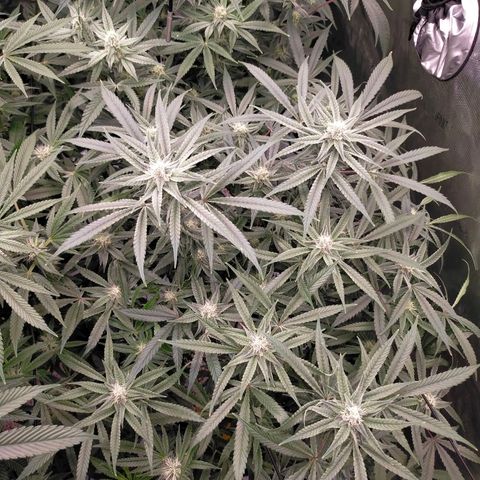 Trichome Orchards growlog timeline photo