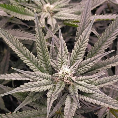 Trichome Orchards growlog timeline photo