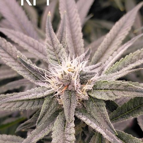 Trichome Orchards growlog timeline photo