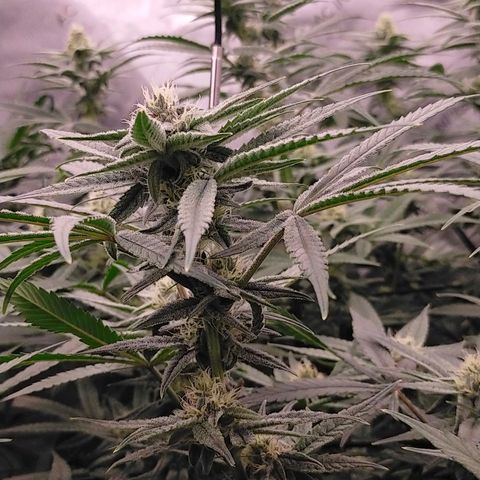 Trichome Orchards growlog timeline photo