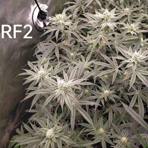 Trichome Orchards growlog timeline photo