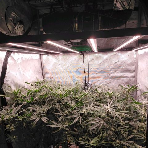 Trichome Orchards growlog timeline photo