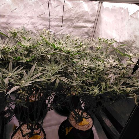 Trichome Orchards growlog timeline photo