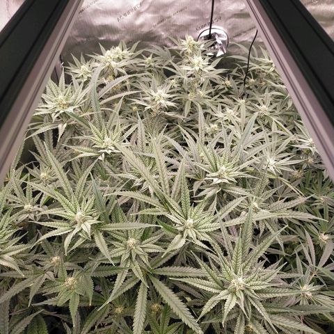 Trichome Orchards growlog timeline photo