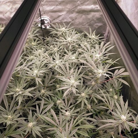 Trichome Orchards growlog timeline photo