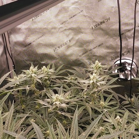Trichome Orchards growlog timeline photo